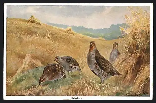 AK Rebhühner an einem Garbenfeld