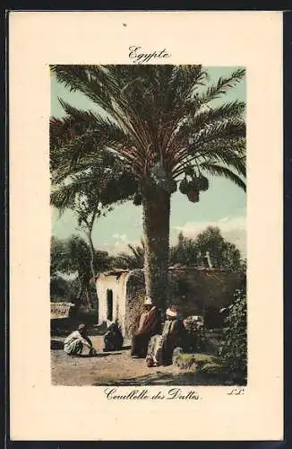 AK Egypte, Ceuillette des Duttes