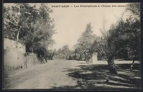 AK Port-Said, Les plantations à l`usine des eaux