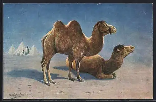 Künstler-AK M. Müller jun.: zwei Kamele machen Rast in der Wüste