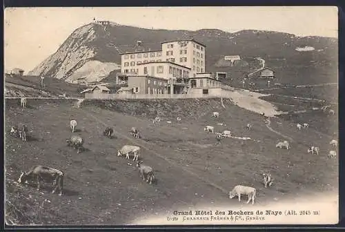 AK Rochers de Naye, Grand Hotel mit Kühen auf der Weide
