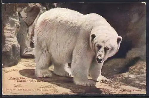 AK Chicago, Polar Bear, Lincoln Park