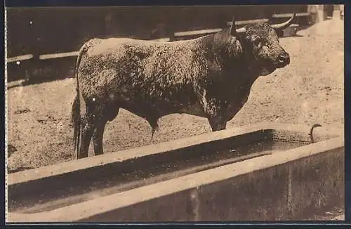 AK Precioso ejemplar en los corrales, Kapitaler Stier