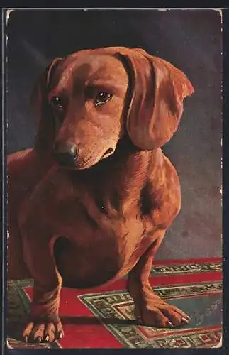 AK Deutscher Dachshund, Dackel genannt