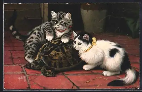 AK Katzen spielen mit einer Schildkröte
