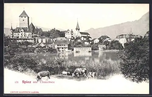 AK Spiez am Thunersee, Ortsansicht, weidende Kühe