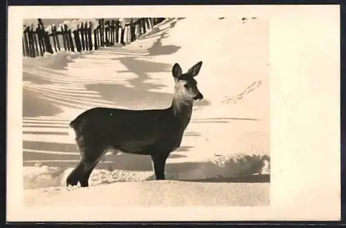 AK Reh an einem sonnigen Wintertag
