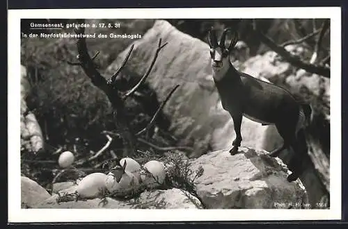 AK Gemsennest auf der Kranzplatte