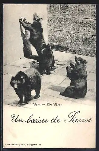 AK Bern, Braunbären im Bärengraben