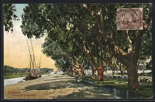 AK Ismailia, Avenue d`acasias