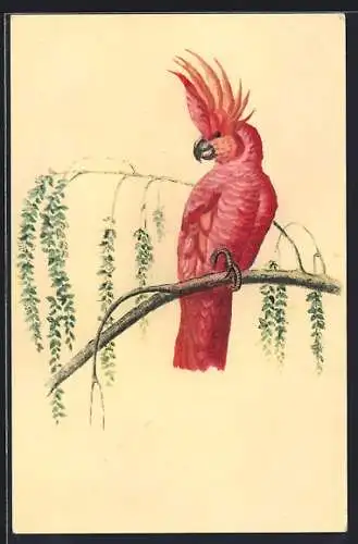 AK Rosa Kakadu auf einem Ast