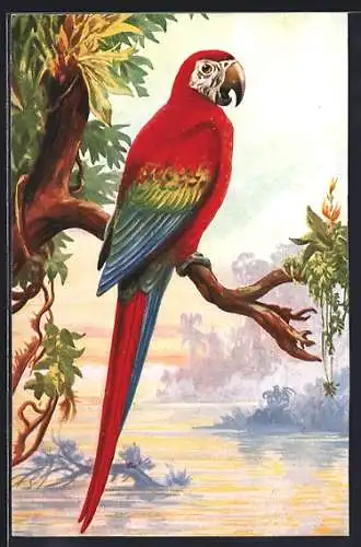 AK Arakanda auf einem Ast sitzend