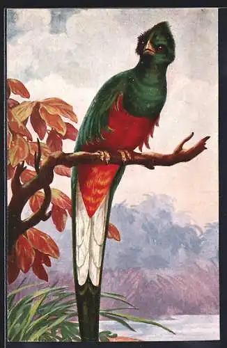 Künstler-AK Exotischer Vogel mit grün-rot-weissem Gefieder