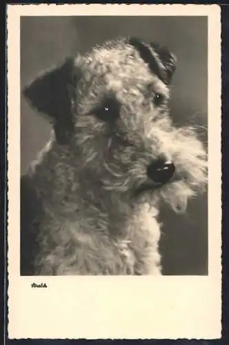 AK Terrier mit treuem Blick