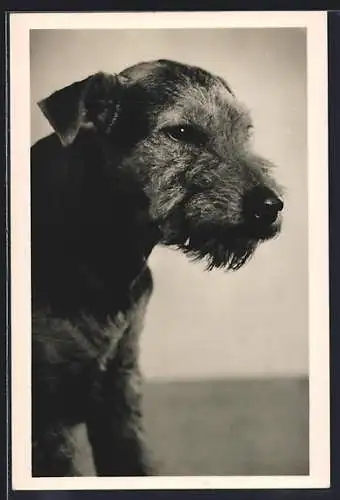 AK Terrier mit entspanntem Blick