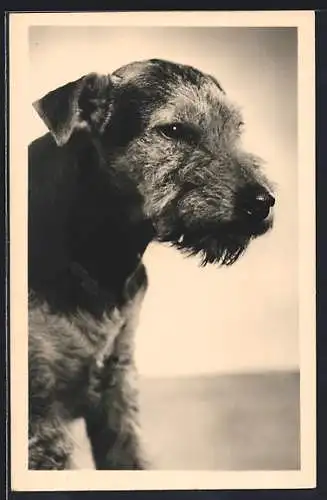 AK Terrier mit entspanntem Blick