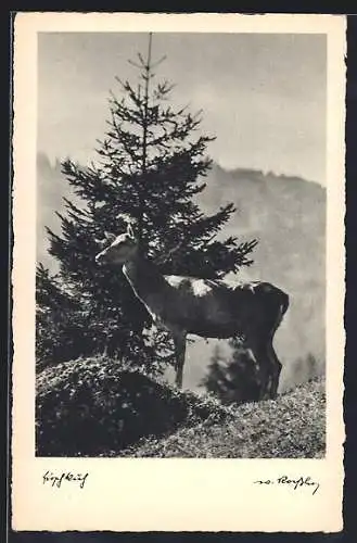 AK Hirschkuh auf einer Anhöhe