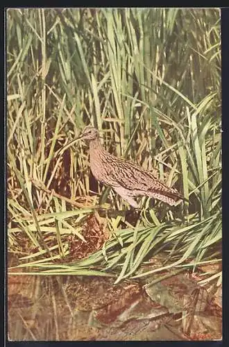 AK Vogel, Grosser Brachvogel im Schilf