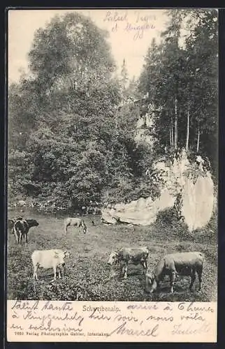 AK Brienz, Schweibenalp, grasende Rinder