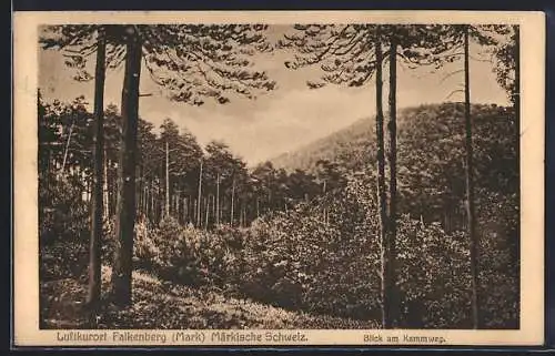 AK Falkenberg /Mark, Blick am Kammweg