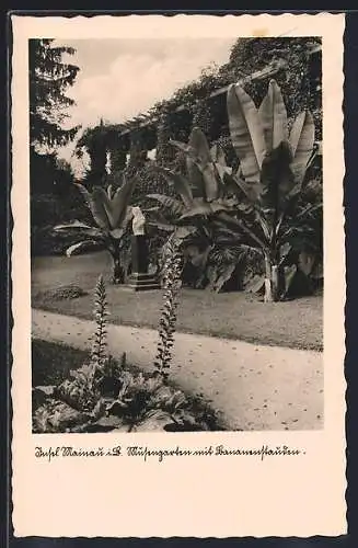 AK Insel Mainau i. B., Musengarten mit Bananenstauden