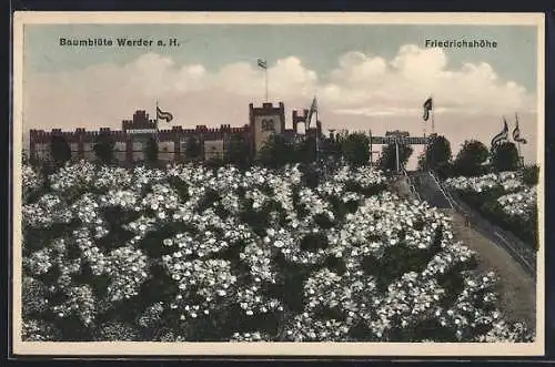 AK Werder a. H., Baumblüte am Restaurant Friedrichshöhe