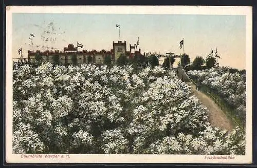 AK Werder a. H., Baumblüte am Restaurant Friedrichshöhe