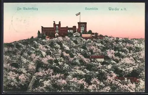 AK Werder a. H., Baumblüte am Restaurant Wachtelburg