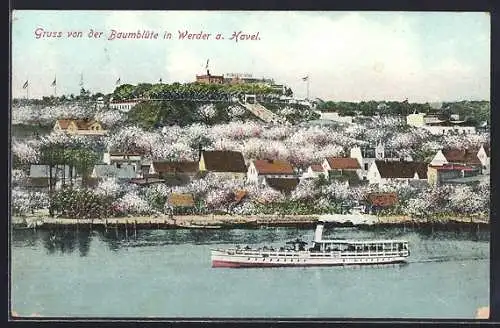 AK Werder a. Havel, Uferpartie bei Baumblüte mit Dampfer