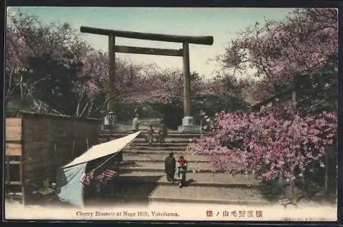 AK Yokohama, Cherry Blossoms at Noge Hill
