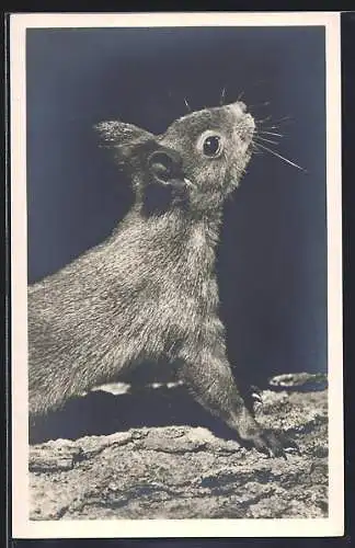 AK Eichhörnchen im Doniswald bei Königsfeld