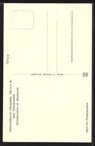 AK Eichhörnchen im Doniswald bei Königsfeld