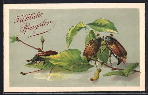 Präge-AK Maikäfer fressen Birkenblätter, Pfingstgruss