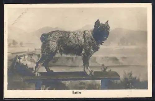 AK Hund der Rasse Rattler