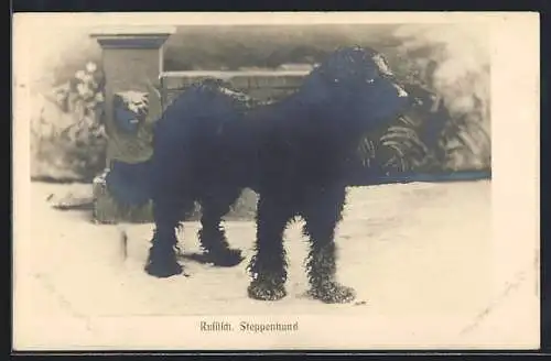 AK Russischer Steppenhund