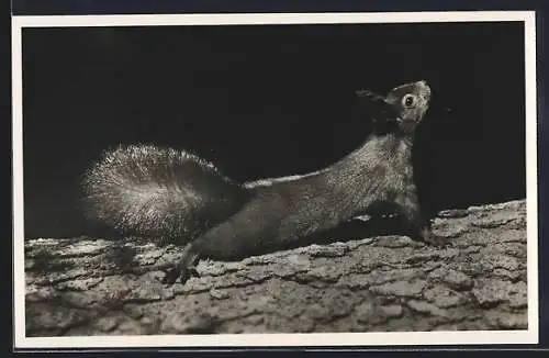 AK Eichhörnchen im Doniswald