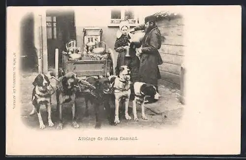 AK Attelage de chiens flamand, Flämisches Hundegespann