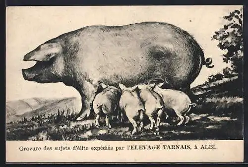 AK Sau säugt ihre Ferkel