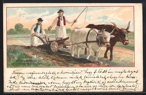 AK Arbeit am Felde, Rindergespann als Pflug