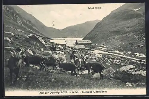 AK Andermatt, Kurhaus Oberalpsee mit Gämsen und Calmot