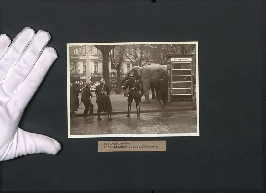 Fotografie Joseph Schorer, Hamburg, Ansicht Norderstedt, Der Ausbrecher, Elefant vom Zirkus Sarasani ausgebüxt 1936 0