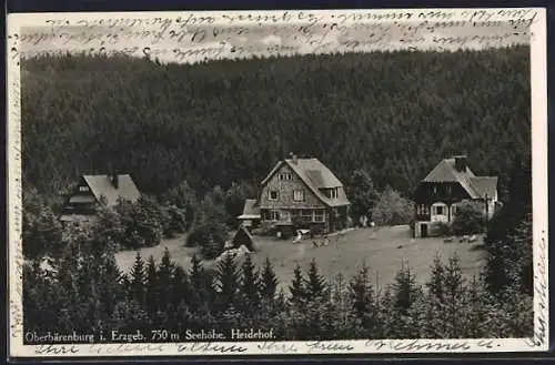 AK Oberbärenburg i. Erzgeb., Blick auf den Heidehof umgeben von Bäumen