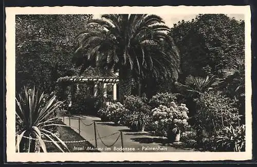 AK Insel Mainau im Bodensee, Palmenhain