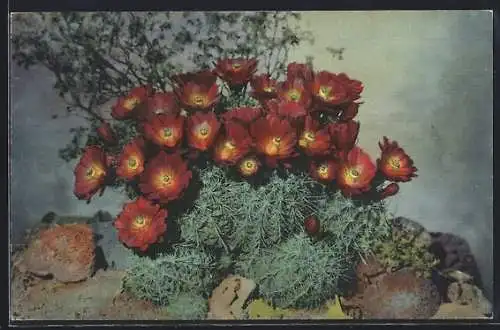 AK Hedgehog Cactus, blühender Kaktus