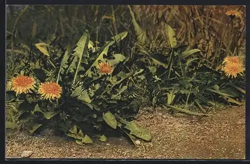 AK Heilpflanze Löwenzahn