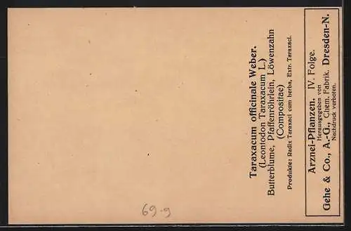 AK Heilpflanze Löwenzahn