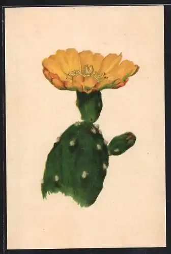 AK München-Nymphenburg, Botanischer Garten, Kaktus