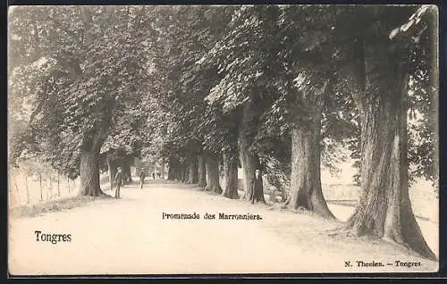 AK Tongres, Promenade des Marronniers