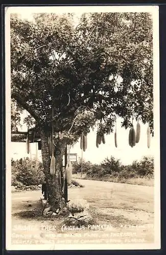 AK Coconut Grove, FL, Sausage Tree