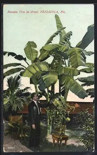 AK Pensacola, FL, Banana Tree